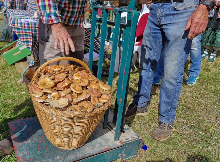 Festa del bolet de Berga