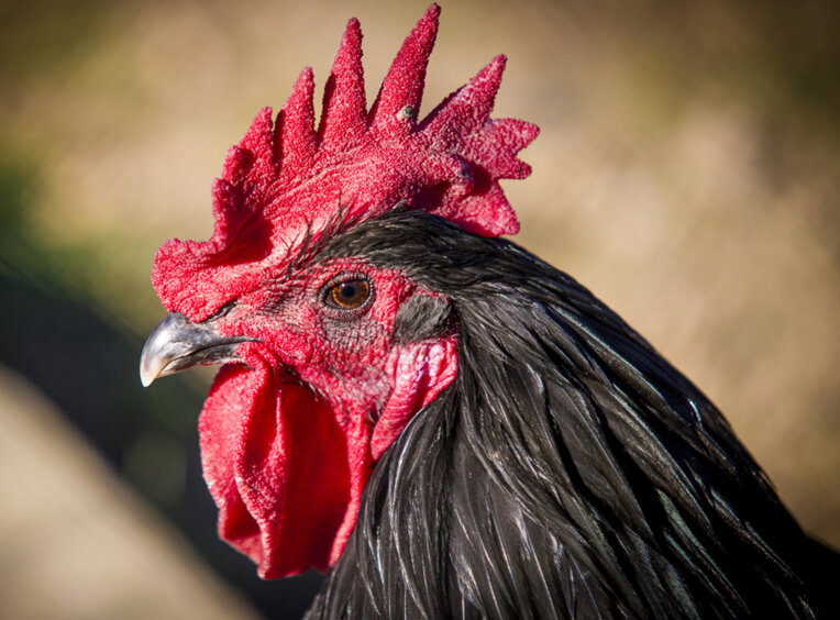 Fira del gall de Vilafranca del Penedès
